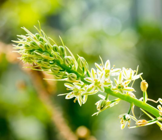 Альбука прицветниковая — очаровательный индийский лук - Редкие и необычные Альбука прицветниковая — очаровательный индийский лук