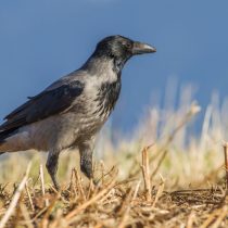 Серая ворона (Corvus cornix)