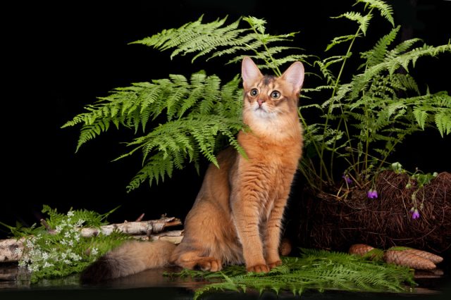 Сомалийская кошка Сомалийская кошка