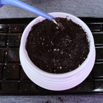 После пересадки добавьте сверху тонкий слой грунта и пролейте водой После пересадки добавьте сверху тонкий слой грунта и пролейте водой