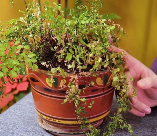 Спасаем Венерин волос. Пересадка и уход за адиантумом