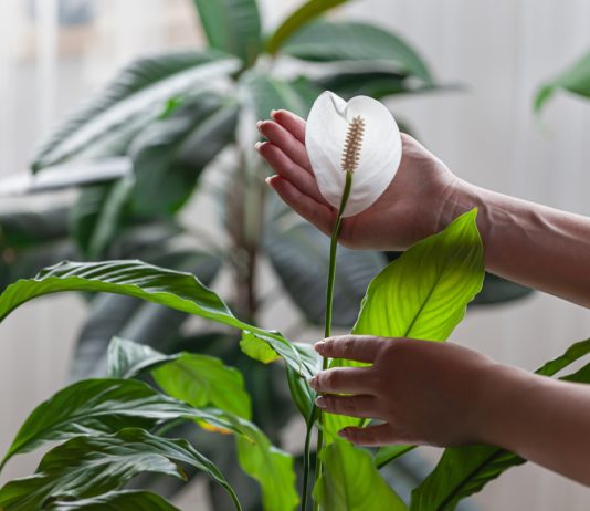 Спатифиллум или женское счастье: ухаживаем правильно