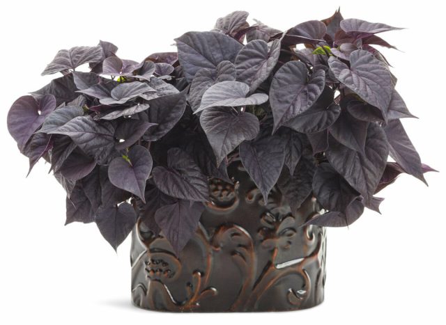 Ипомея батата «Свит Кэролайн Свитхарт Джэк Блэк» (Ipomoea batatas 'Sweet Caroline Sweetheart Jet Black')