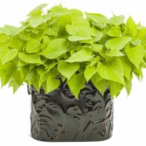 Ипомея батата «Свит Кэролайн Свитхарт Лайт Грин» (Ipomoea batatas 'Sweet Caroline Sweetheart Light Green')