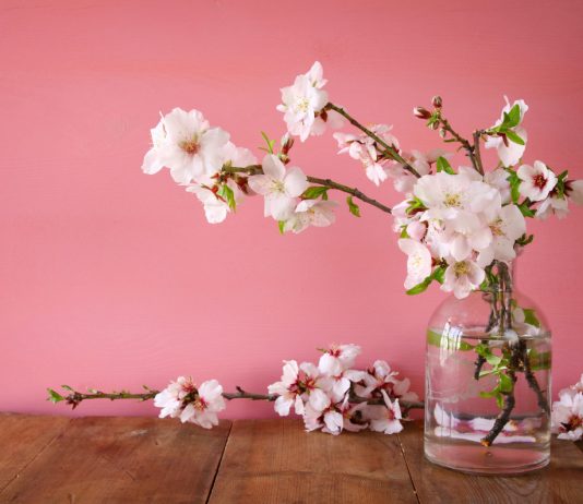 Весеннее настроение — тонкости выгонки кустарников - Комнатные растения Весеннее настроение: тонкости выгонки кустарников