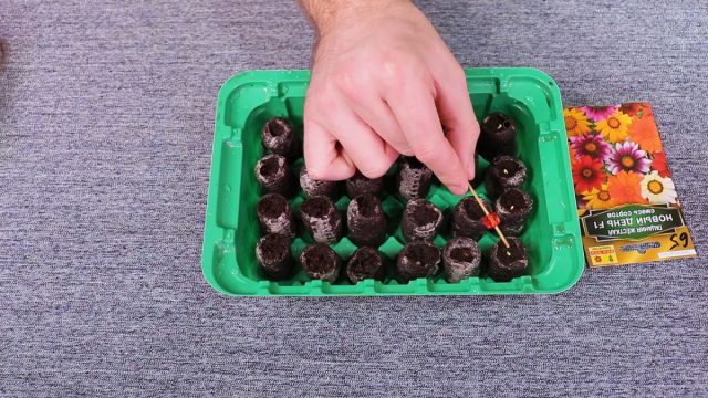 Предварительно замачиваем торфяные таблетки. Когда они разбухнут, в центре каждого торфяного мешочка делаем углубление и помещаем туда по одному семени Предварительно замачиваем торфяные таблетки. Когда они разбухнут, в центре каждого торфяного мешочка делаем углубление и помещаем туда по одному семени