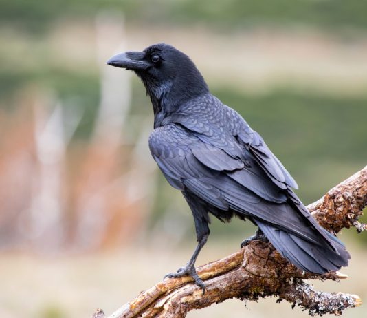 Вороны — что мы о них знаем и как они живут - Животные Вороны — что мы о них знаем и как они живут