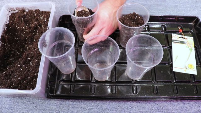 Какую емкость и почвогрунт выбрать для посева лука-порея