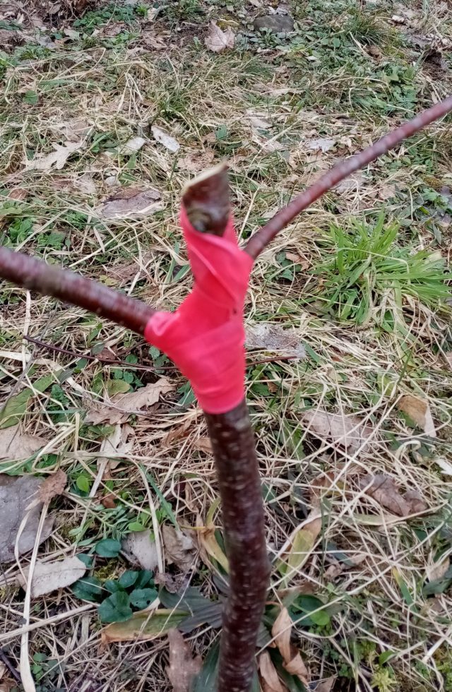 Ремонт (боковые веточки подрезаны)