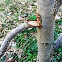 Отлом ветки с частью древесины ствола