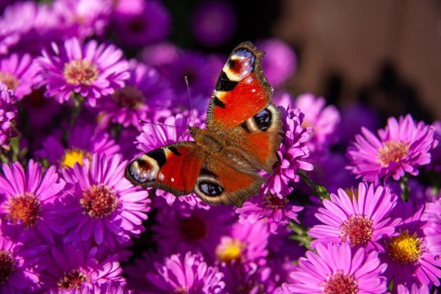 Астра многолетняя (Aster) Астра многолетняя (Aster)