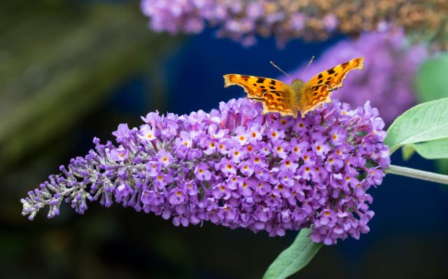 Будлея, «бабочкин куст» (Buddleia) Будлея, «бабочкин куст» (Buddleia)