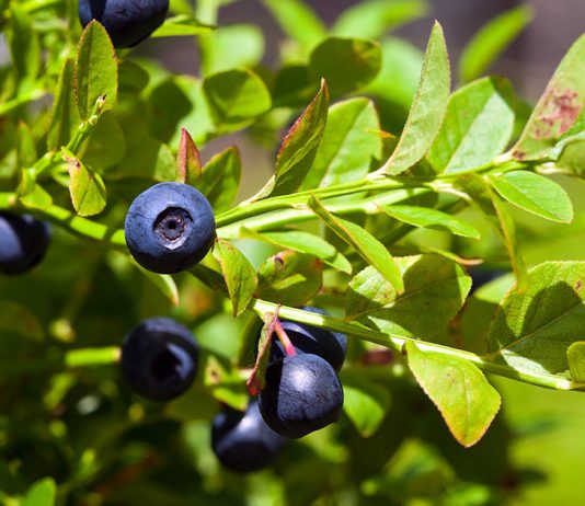 Чем подкормить голубику весной