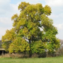 Черный орех (Juglans nigra)
