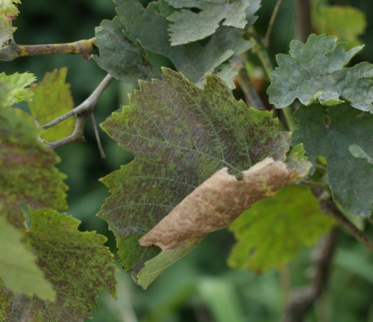 Как определить дефицит фосфора у винограда?