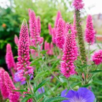 Вероника длиннолистная (Veronica longifolia)