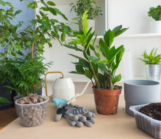 Дренажный слой для комнатных — вред или польза? - Комнатные растения Дренажный слой для комнатных — скрытая опасность