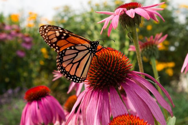 Эхинацея (Echinacea) Эхинацея (Echinacea)