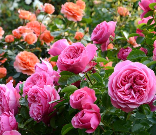 Эти прекрасные розы — главные вопросы и ответы - Цветы многолетние Эти прекрасные розы — главные вопросы и ответы