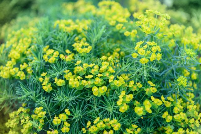 Молочай кипарисовый (Euphorbia cyparissias)