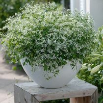 Молочая «Даймонд Фрост» (Euphorbia 'Diamond Frost')