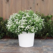 Молочая «Даймонд Сноу» (Euphorbia 'Diamond Snow')