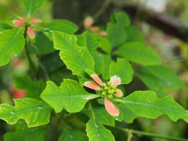 Молочай разнолистный (Euphorbia heterophylla)