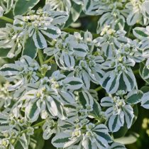 Молочай окаймлённый (Euphorbia marginata)