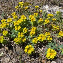Молочай камнелюбивый (Euphorbia petrophila)
