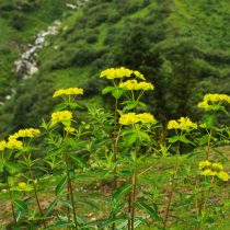 Молочай волосистый (Euphorbia pilosa)