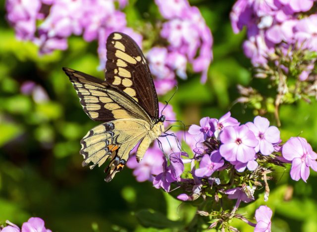 Флокс (Phlox) Флокс (Phlox)