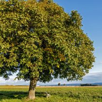 Грецкие орехи (Juglans regia)