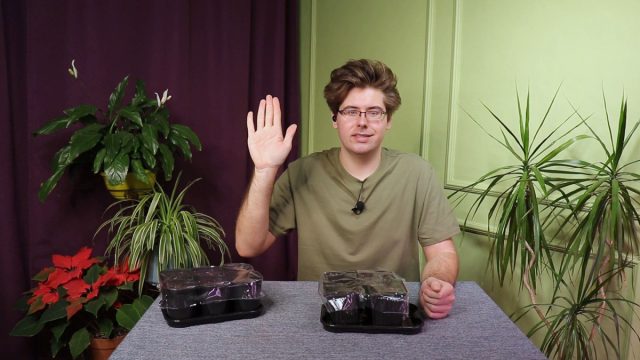 Как правильно посеять огурцы, арбузы и дыни на рассаду?