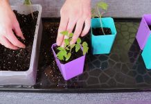 Каждое растение извлекаем любым удобным для вас инструментом – совком, лопаткой или просто большой ложкой. Затем пересаживаем их в емкости и присыпаем землей