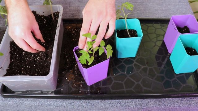 Каждое растение извлекаем любым удобным для вас инструментом – совком, лопаткой или просто большой ложкой. Затем пересаживаем их в емкости и присыпаем землей