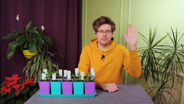 Как правильно провести пикировку томатов?