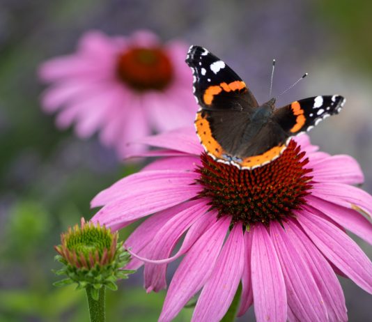 Какие растения привлекают бабочек?