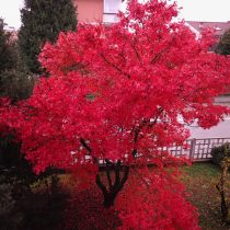 Клен красный (Acer rubrum)