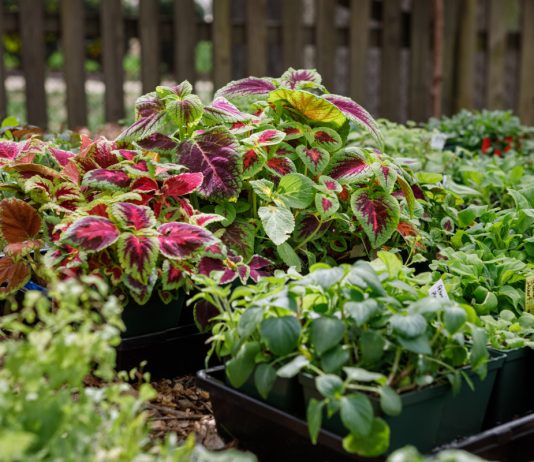 Когда покупать рассаду декоративных однолетников?