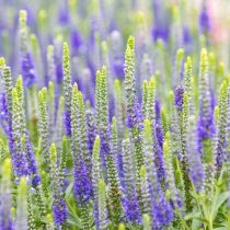 Вероника колосковая (Veronica spicata)