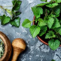 Крапива двудомная (Urtica dioica)