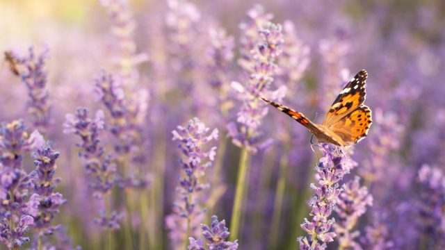 Лаванда (Lavandula) Лаванда (Lavandula)