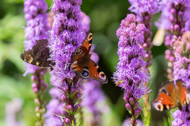 Лиатрис колосковая (Liatris spicata) Лиатрис колосковая (Liatris spicata)