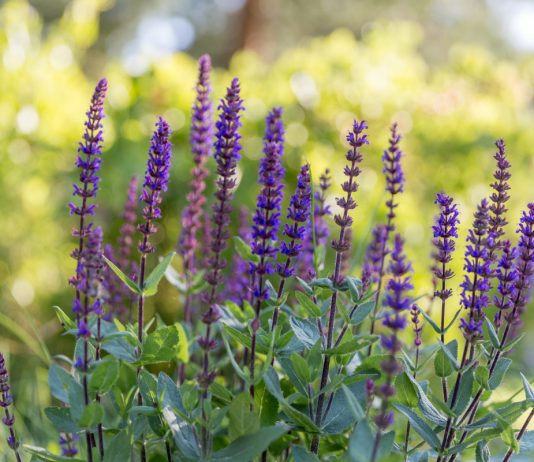 Лучшие растения-репелленты от комаров для балконов и садов