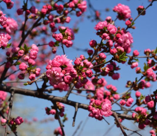 Декоративный миндаль, или Луизеания — яркое украшение сада