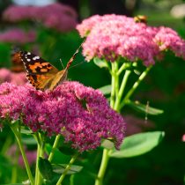 Очиток, или Седум (Sedum) Очиток, или Седум (Sedum)