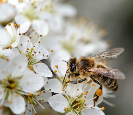 Пчелиная весна — что это и как начинается?