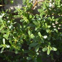 Портулак огородный (Portulaca oleracea) Портулак огородный (Portulaca oleracea)