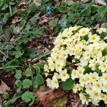Примулы и пролески медоносы