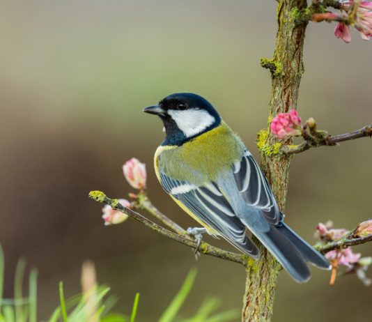 Птицы в саду — как создать для них благоприятную среду? - Животные Птицы в саду — как создать для них благоприятную среду?